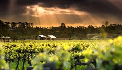 Fields of St Hugo