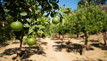 Juicy lemon in the Garden of the Kolymbetra, Agrigento, Sicily