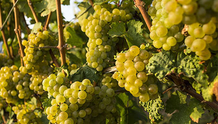 Grapes growing on vines in the German Rhine River Wine Region