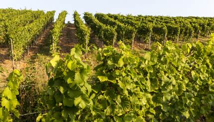 Field of Riesling grapes in Rhine region