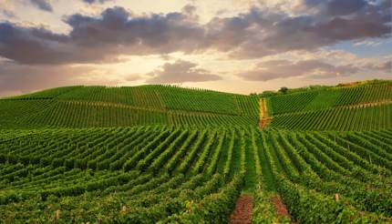 Pfalz vineyard