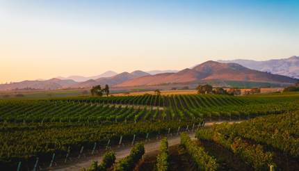 A vineyard in Santa Ynez, California