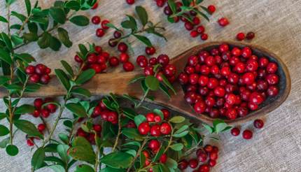 Lingonberries on wooden spoon - a type of wild berry